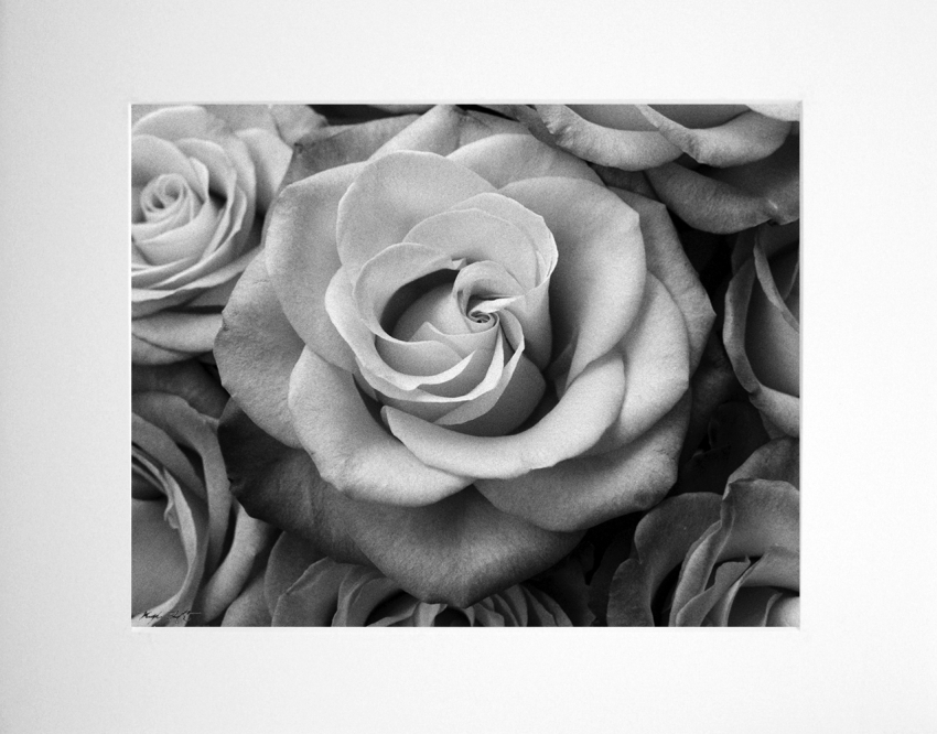 Roses 8x10 Black & White Photo