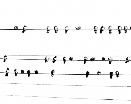 8x10 Birds on a Wire Home Decor Print